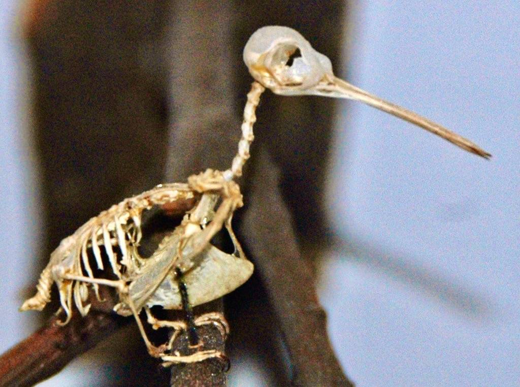 Archilochus colubris (ruby-throated hummingbird) skeleton by James St. John is licensed under CC BY 2.0